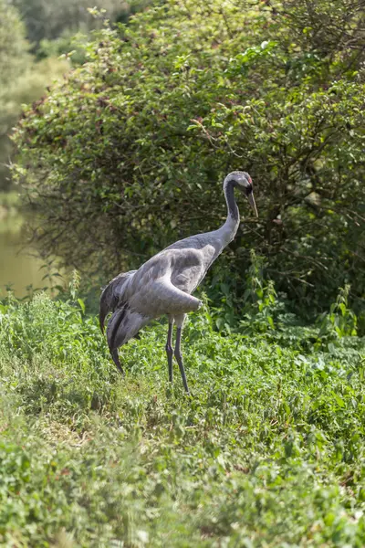 Gemeenschappelijke kraan — Stockfoto