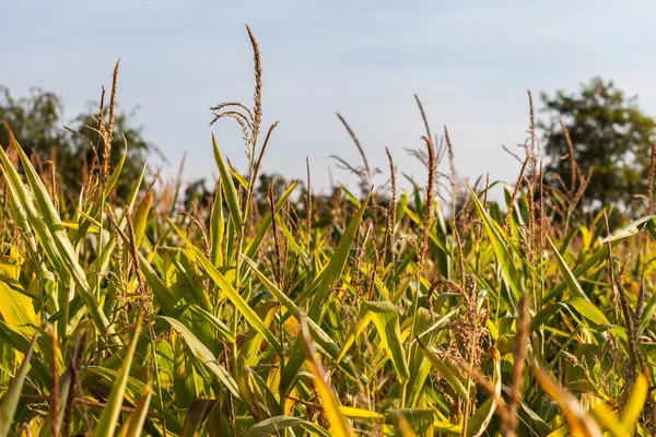 Campos de milho — Fotografia de Stock