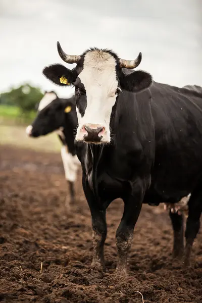 Cow on a farm — Stock Photo, Image