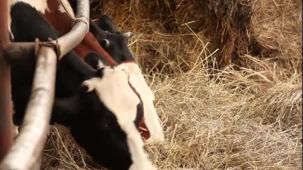 Cows eating — Stock Video