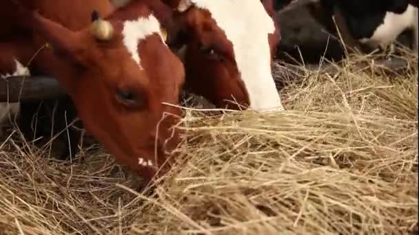 Cows eating — Stock Video