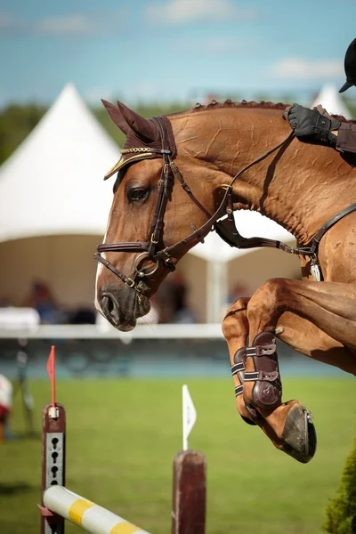 Sport equestri — Foto Stock
