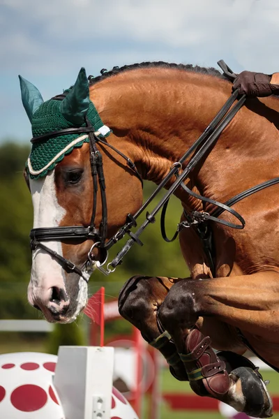 Esportes equestres Imagem De Stock
