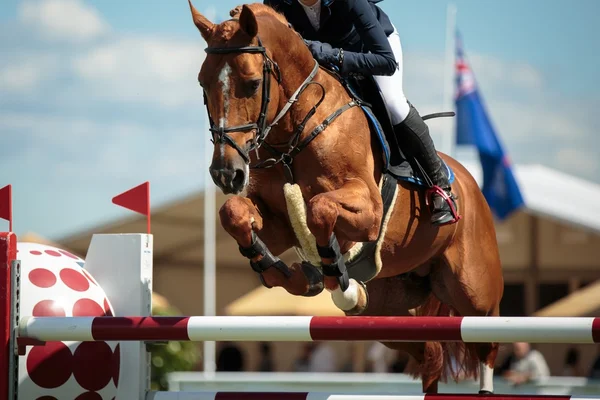 Esportes equestres Imagens Royalty-Free