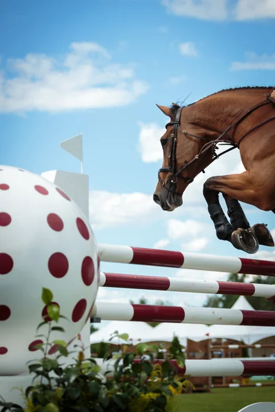 Esportes equestres Fotografias De Stock Royalty-Free