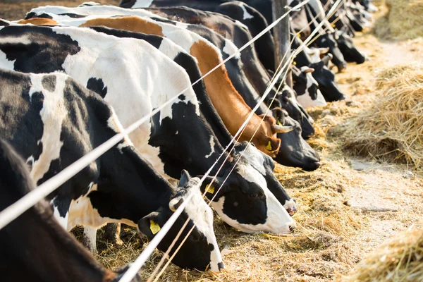 Cows — Stock Photo, Image