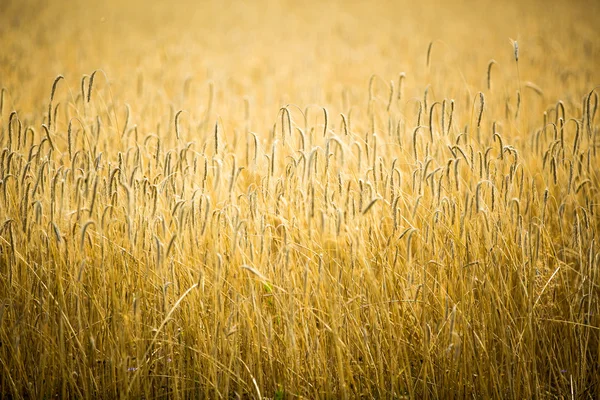 Wheat — Stock Photo, Image