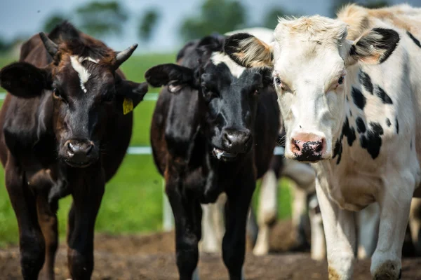 Cows — Stock Photo, Image