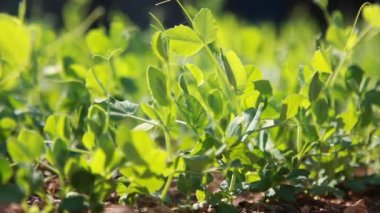 bezelye, yakın çekim.