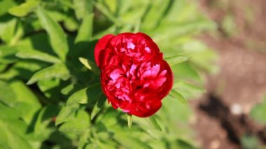 Kırmızı Şakayık Bahçe