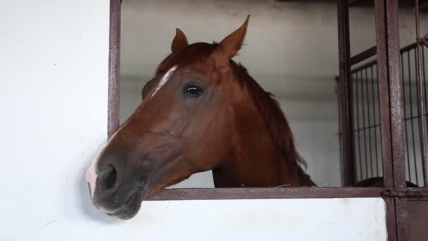 cheval dans l'écurie.