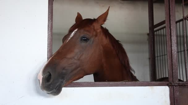 Cavalo no estábulo. — Vídeo de Stock