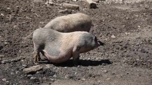 Trächtiges Schwein. — Stockvideo