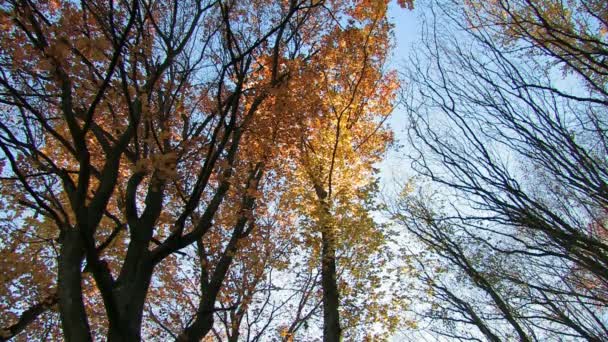 Bosque de otoño — Vídeos de Stock