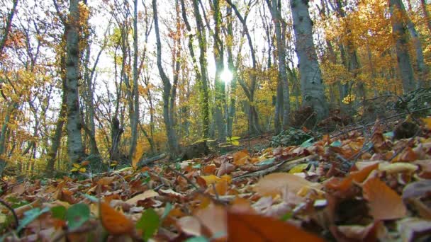 Foresta autunnale — Video Stock