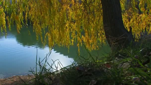 Willow près du lac. Réflexion solaire sur une surface d'eau. Automne 