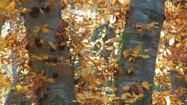 Pohon ceri selama musim gugur — Stok Video