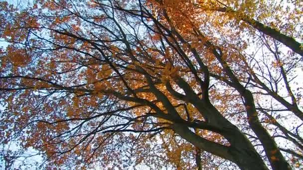 Bosque de otoño — Vídeo de stock