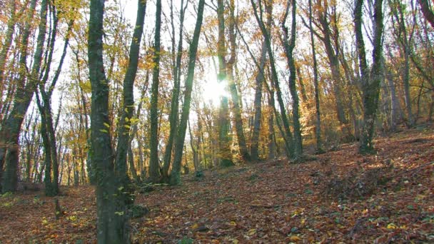Hutan musim gugur — Stok Video