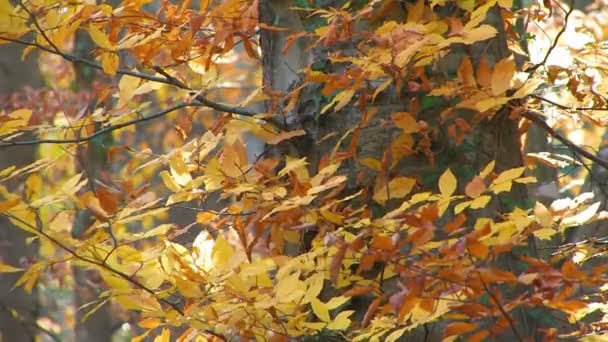 Cherry tree during autumn — Stock Video