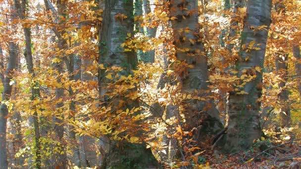 forêt d'automne