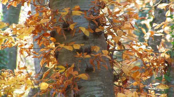 Wiśniowe drzewo jesienią — Wideo stockowe