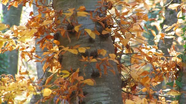 Cerezo durante el otoño — Vídeo de stock