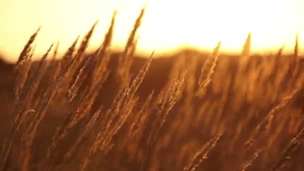 Dry grass at sunset — Stock Video