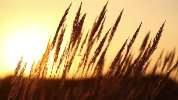 Gras bei Sonnenuntergang — Stockvideo