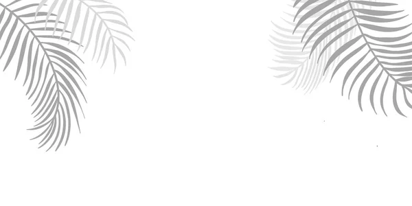 Blatt Hintergrund Palmblatt Muster Natur Sommer Hintergrund — Stockfoto