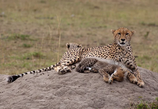 Cub & Mother Cheetah, On The Rock — Stock Photo, Image