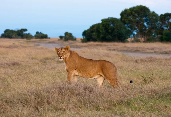 Kenianischer Löwe — Stockfoto