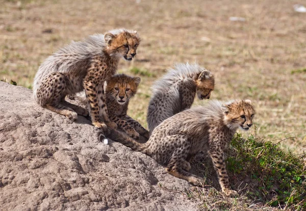 Cubs On The Rock — Stock Photo, Image