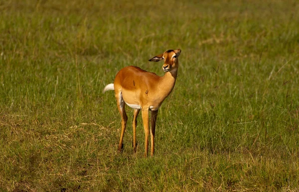 Voormalig cutie — Stockfoto