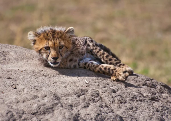 Cub On The Rock — Stock Photo, Image