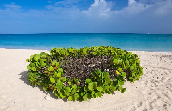 Aruba, met liefde Stockfoto