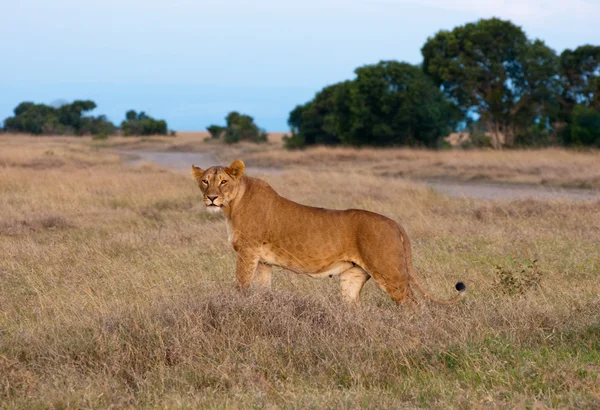 Kenyanska lejon Stockbild