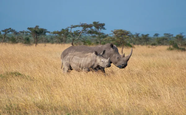 Vita kenyanska noshörningar Royaltyfria Stockbilder