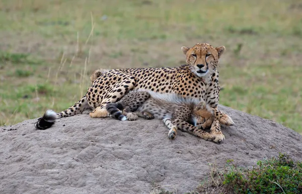 Cheetah Family On The Rock — Stock Photo, Image