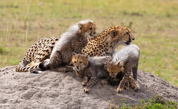 Cubs and Mom On The Rock — Stock Photo, Image