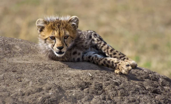 Cute Cheetah Cub On The Rock — Stock Photo, Image