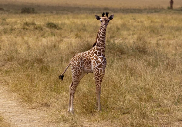 Pasgeboren giraffe — Stockfoto