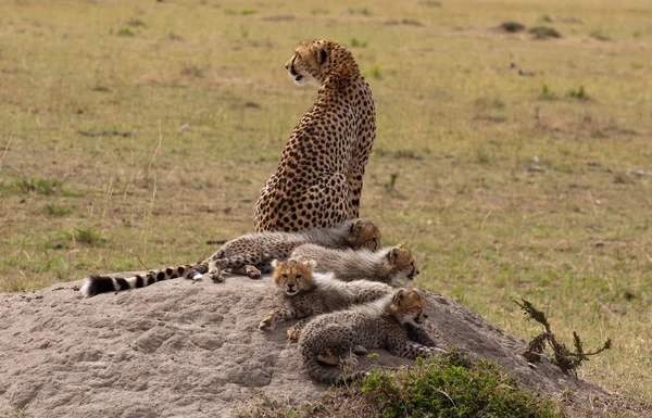 Cubs and Mom On The Rock #2 — Stock Photo, Image