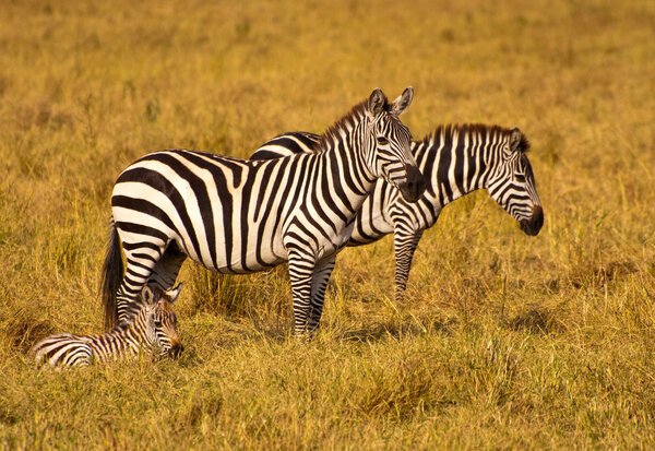 Zebras enjoying a nice day in the savanna. Masai Mara National Park, Kenya