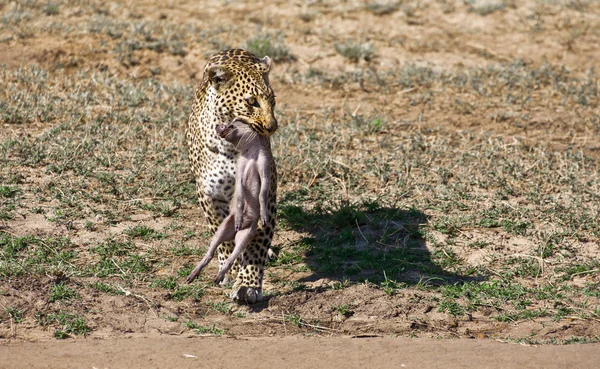 Leopard in action - Kenya — Stock Photo, Image