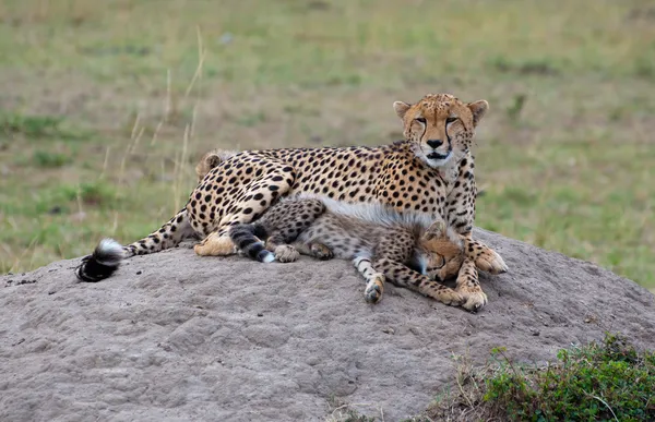 Familia Cheetah en la roca Imagen de archivo