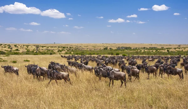 Migration Masai Mara Photo De Stock