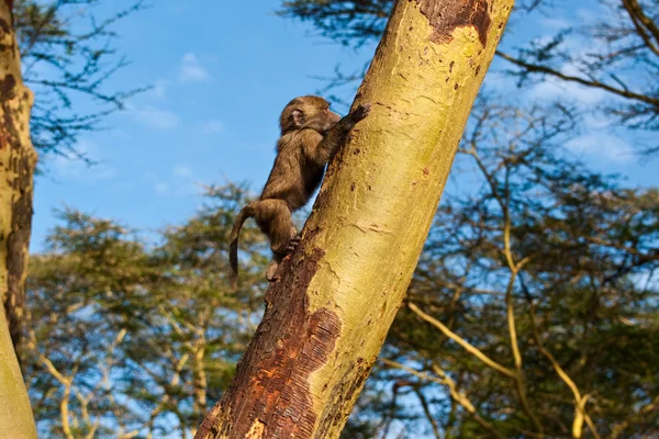 Macaco bonito Fotos De Bancos De Imagens