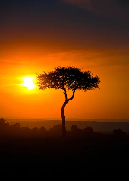Zonsondergang in de savanne #4 Rechtenvrije Stockfoto's