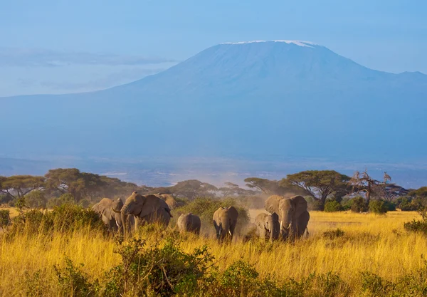 Кіліманджаро слонів #2 Ліцензійні Стокові Зображення